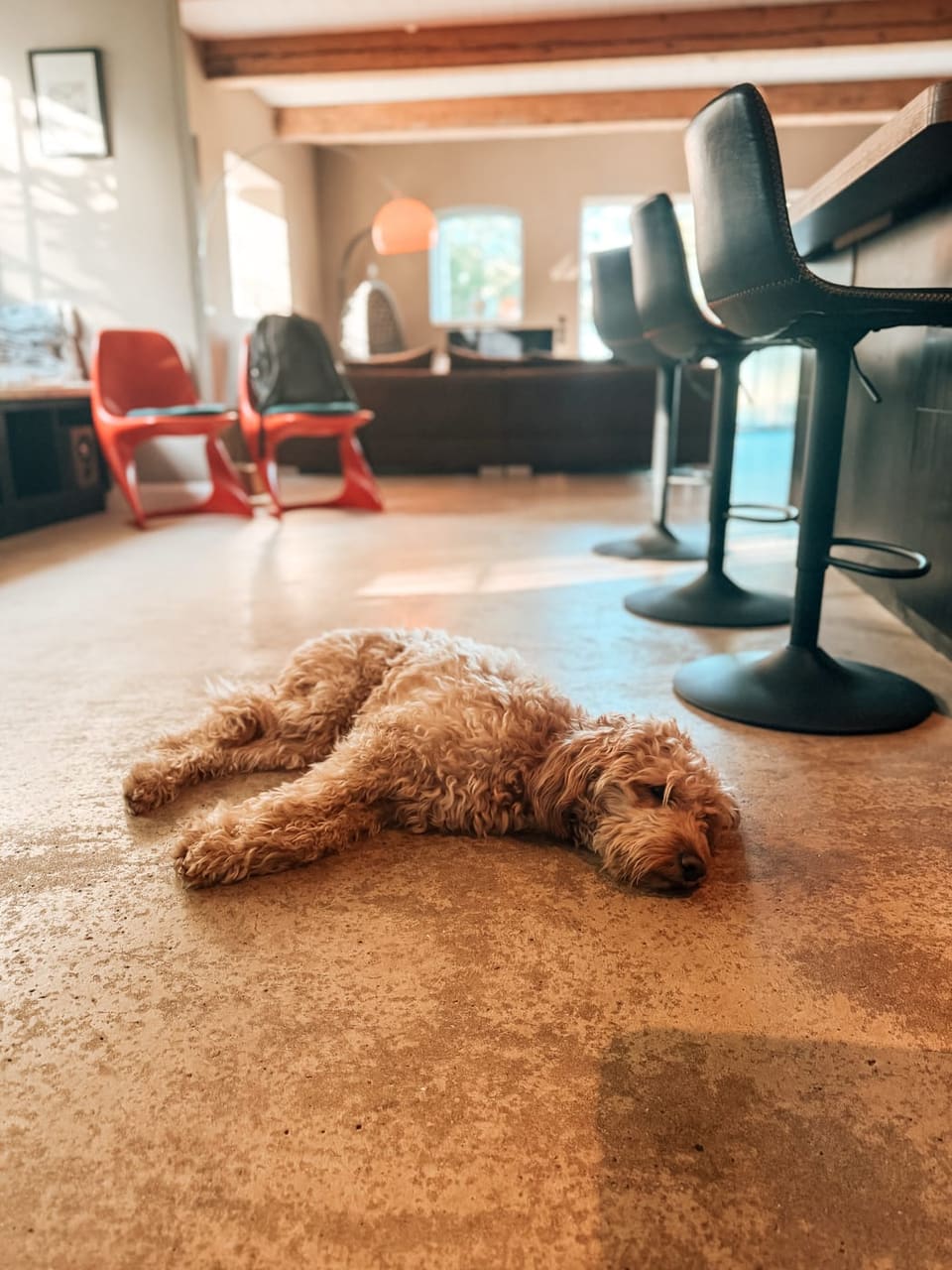 Der Bürohund döst auf dem Wohnzimmerboden